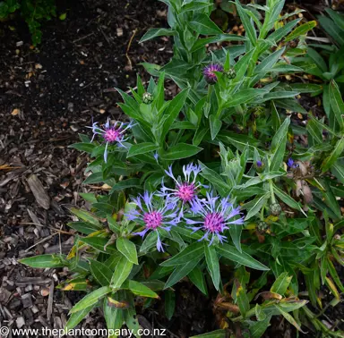 Centaurea montana plant with blue and pink flowers and green foliage.