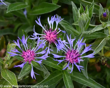 Centaurea montana blue and pink flowers with green foliage.