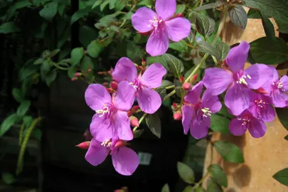 Centradenia Cascade trailing from a pot with pink flowers and green foliage.