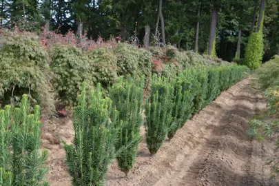 Cephalotaxus Harringtonia Fastigiata trees in a nursery.