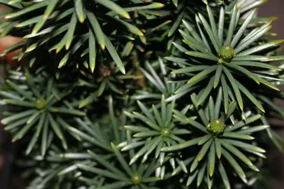 Cephalotaxus Harringtonia Fastigiata green foliage.