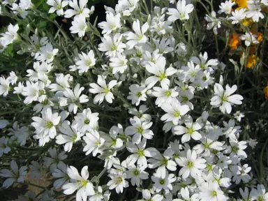 cerastium-snow-in-summer-