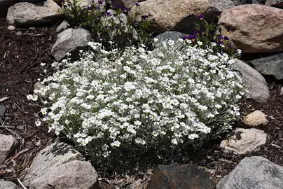 Cerastium tomentosum 'Yo Yo' plant with white flowers and grey foliage.