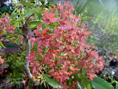 Ceratopetalum Alberys Red shrub with red flowers and green foliage.