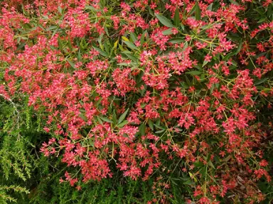 Ceratopetalum gummiferum shrub with red flowers and green foliage.