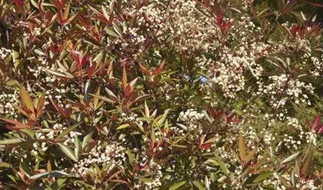 Ceratopetalum Rubies n Lace shrub with red-green foliage and white flowers.