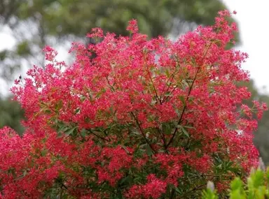 Ceratopetalum Shiraz shrub with masses of red flowers.