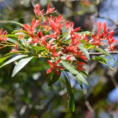 Ceratopetalum Wild Fire shrub with red flowers and green foliage.