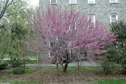 Cercis 'Ace Of Hearts' tree with pink blossom.