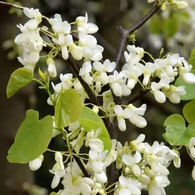 Cercis siliquastrum 'Alba' plant with white flowers and green foliage.