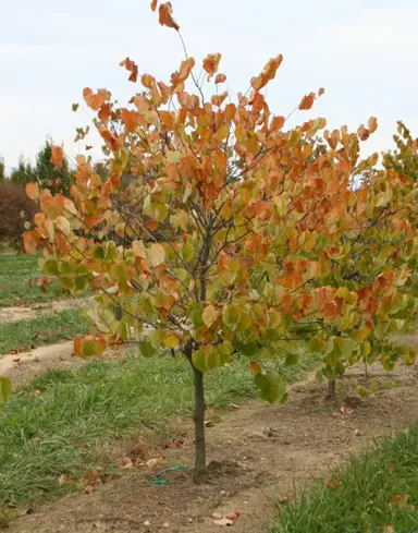 cercis-canadensis-alba-2