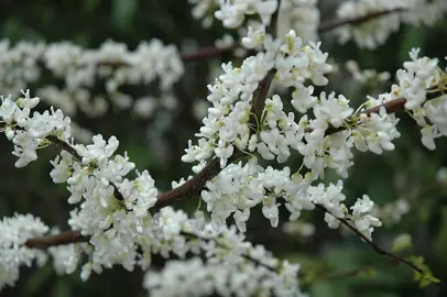 cercis-canadensis-alba-3