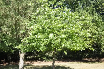 cercis-canadensis-alba-4