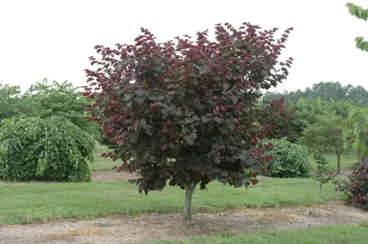 cercis-merlot-