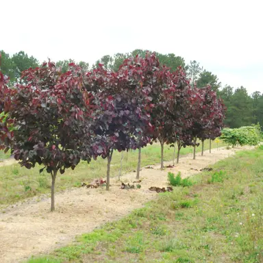 cercis-merlot-1