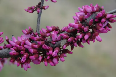 cercis-merlot-3