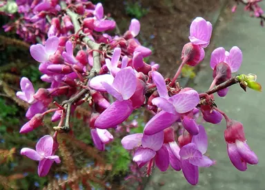 cercis-siliquastrum-2