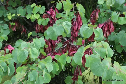 cercis-siliquastrum-4