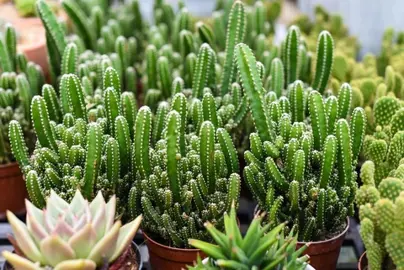 Cereus tetragonus plants in pots.