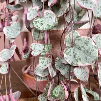 Ceropegia woodii Variegated plant with pink and green trailing foliage.