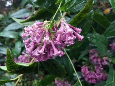 Cestrum cultum plant with dark pink flowers.