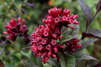 Cestrum Newellii plant with dark red flowers and green foliage.