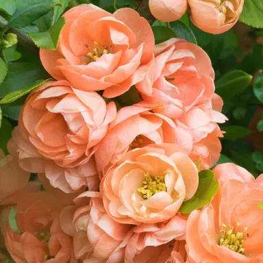 Chaenomeles 'Cameo' plant with orange flowers.