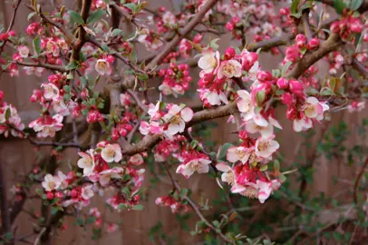 Chaenomeles cathayensis plant with pink flowers.