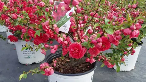 Chaenomeles Double Take Pink plants with masses of pink flowers.