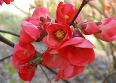 Chaenomeles japonica branch with red flowers.