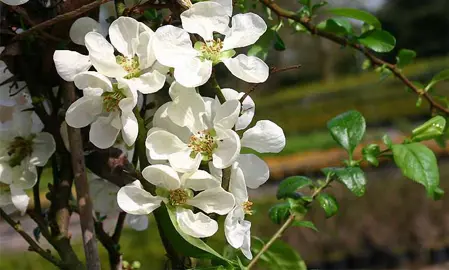 Chaenomeles nivalis plant with white flowers.