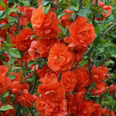 chaenomeles-orange-storm-1