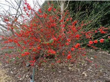 chaenomeles-orange-storm-2