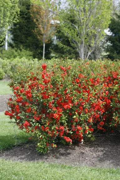 chaenomeles-orange-storm-3