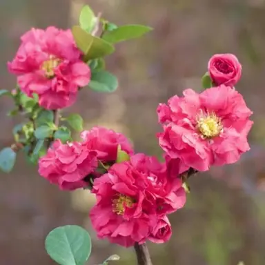 chaenomeles-pink-storm-1