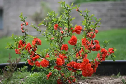 chaenomeles-early-orange-