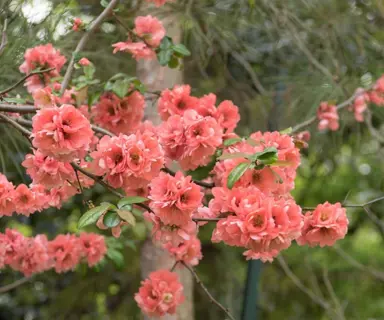 Chaenomeles speciosa 'Falconnet Charlet' plant with orange-pink flowers.