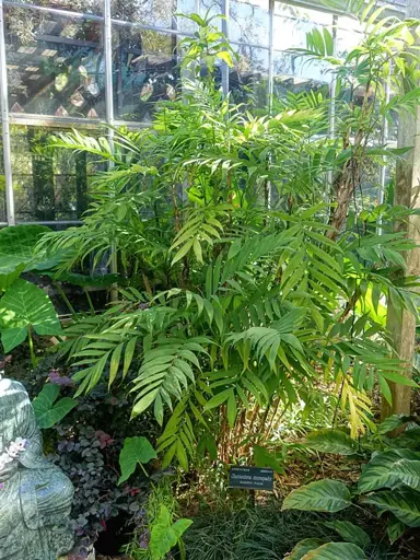 Chamaedorea microspadix palm with lush green foliage.