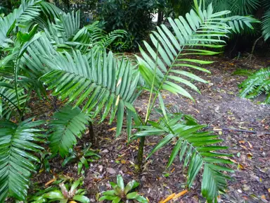 Chamaedorea woodsoniana palm tree.