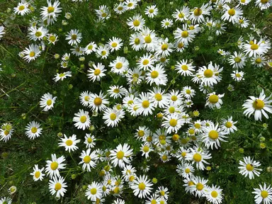 Chamaemelum nobile plants with white flowers and lush, green foliage.