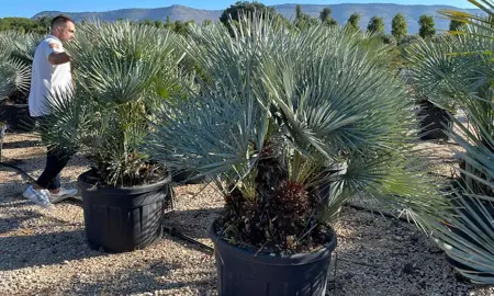 Chamaerops humilis 'Cerifera' palm tree.