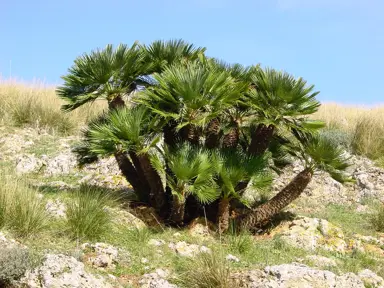 chamaerops-humilis-1