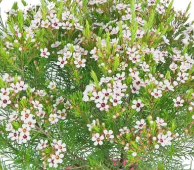 Chamelaucium Cha Cha shrub with masses of pink flowers.