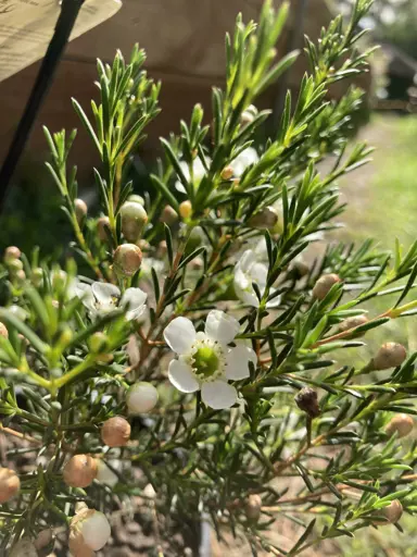 Chamelaucium Dawn Pearl shrub with white flowers.