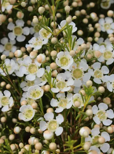 Chamelaucium Ice Queen shrub with white flowers.