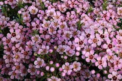 Chamelaucium Local Hero shrub with masses of pink flowers.