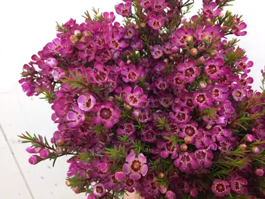 Chamelaucium Ninas Delight plant with masses of pink flowers.