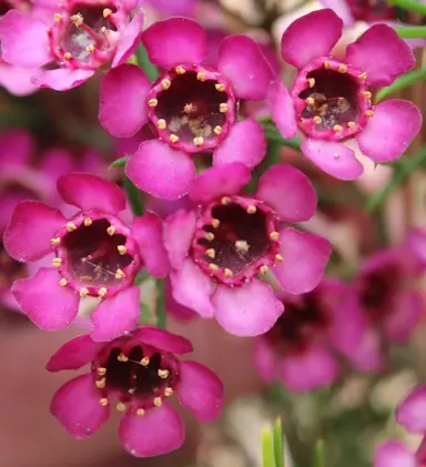 Chamelaucium Pink Pride pink flowers.