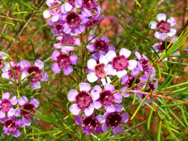 Chamelaucium Purple Pride plant with purple flowers.