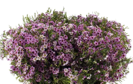 Chamelaucium Raspberry Ripple plant with masses of pink flowers.